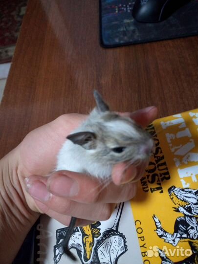 Чилийская белка дегу