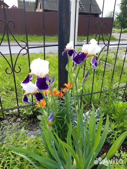 Саженцы цветов для сада