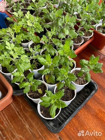 Хризантемы мультифлора