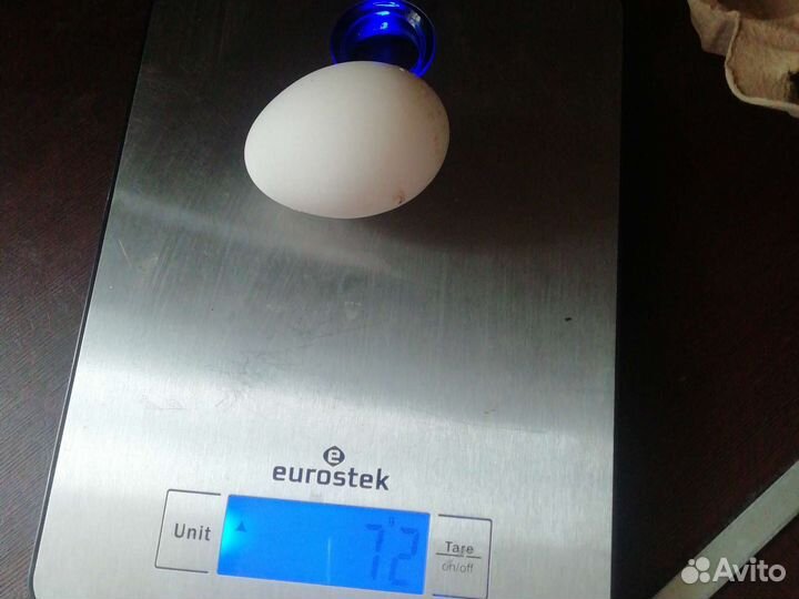 Инкубационное яйцо