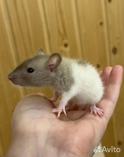 Крысята дамбо