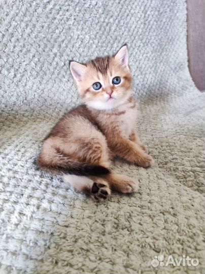 Шотландские котята