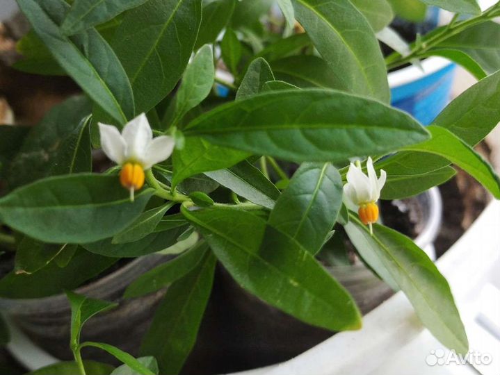 Паслен отростки