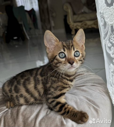 Бенгальские котята