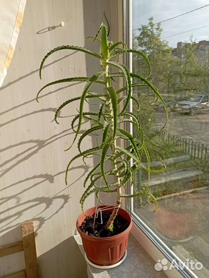 Алоэ, столетник