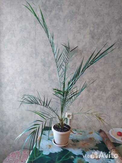 Финиковая пальма