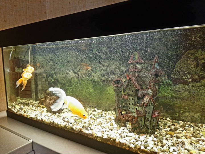 Аквариум с рыбками бу