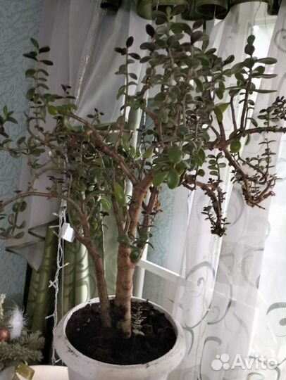 Крассула толстянка.Денежное дерево