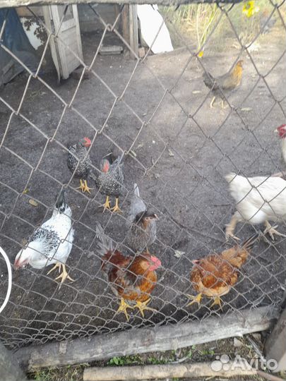 Домашние куры бройлеры