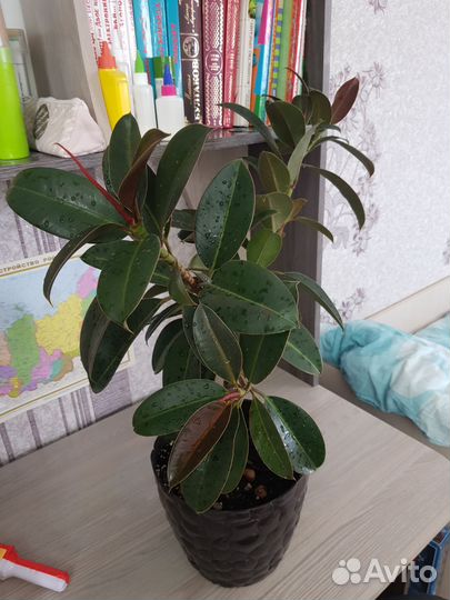 Фикус Мелани