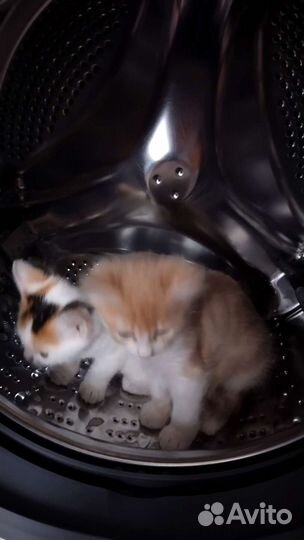 Котята в добрые руки 1 месяц