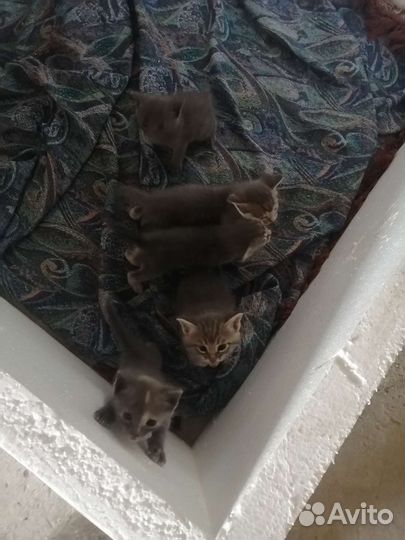 Котята в добрые руки бесплатно