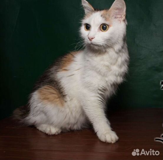 Кошечка в добрые руки