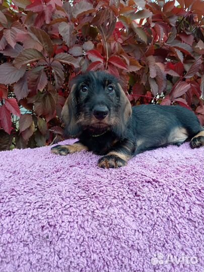 Щенки стандартной жесткошерстной таксы