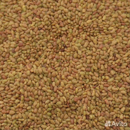 Семена люцерны