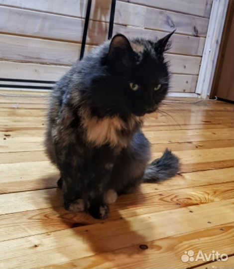 Кошки в добрые руки бесплатно