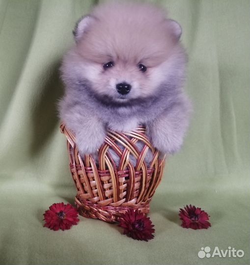 Щенки Немецкий малый шпиц