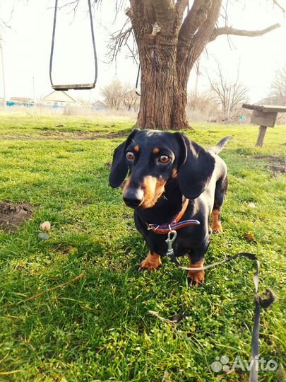 Кроличья такса