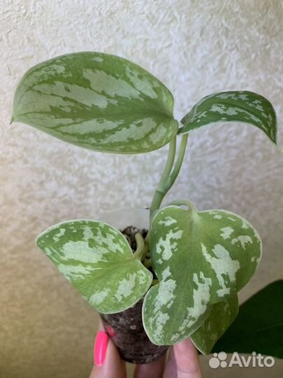 Эпипремнумы