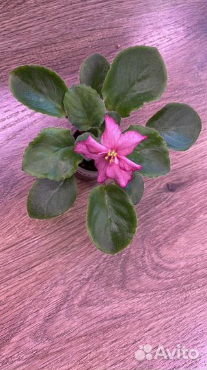 Стартеры фиалок ле Озеро Лотосов и др