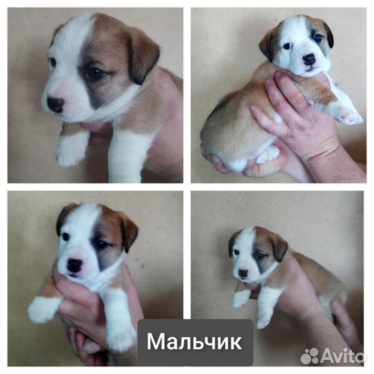 Щенки джек рассел терьер