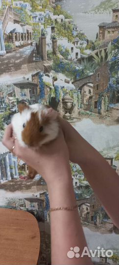 Морские свинки