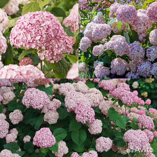 Гортензия древовидная candybelle bubblegum