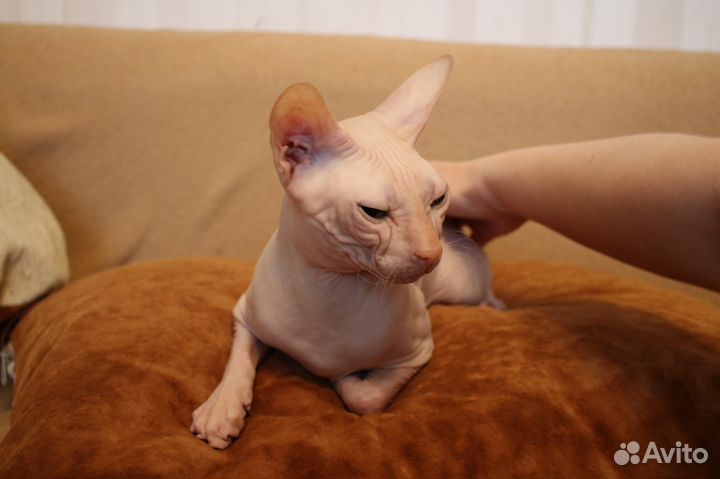 Вязка донской сфинкс