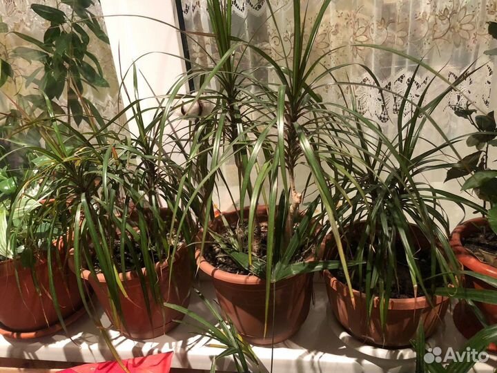 Пальма драцена цветы растения