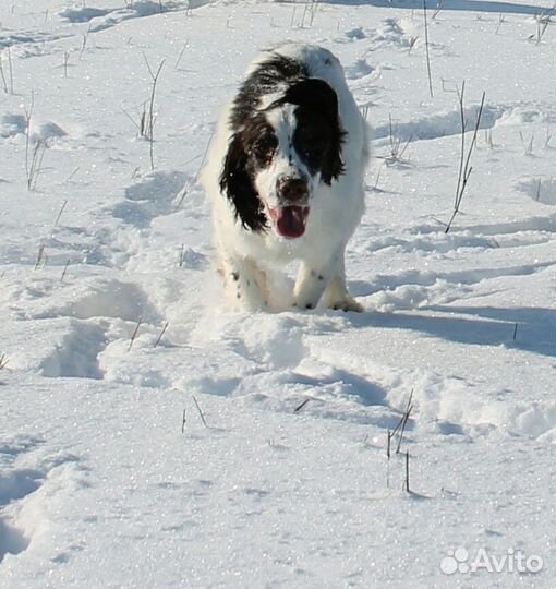 Английский Спрингер Спаниель