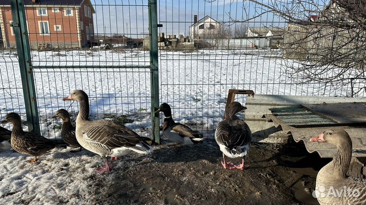 Подсадные серые гуси