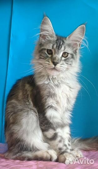 Шоу котенок