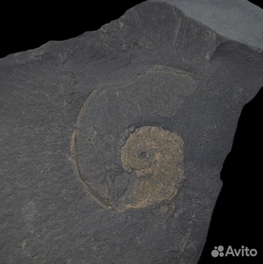 Аммонит Dactylioceras, Германия / Окаменелости