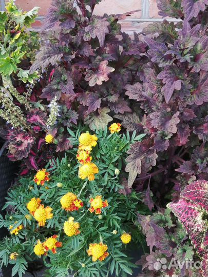 Черенки колеуса сортового