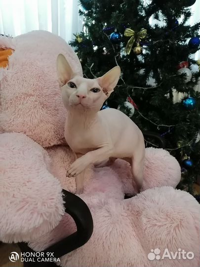 Канадский сфинкс