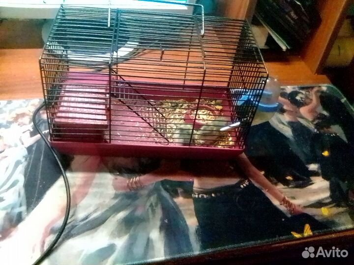 Продам хомячиху с хомячатами вместе с клеткой