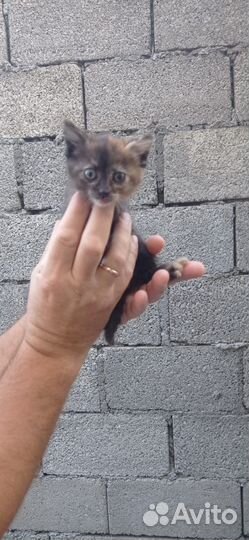 Котята в добрые руки бесплатно