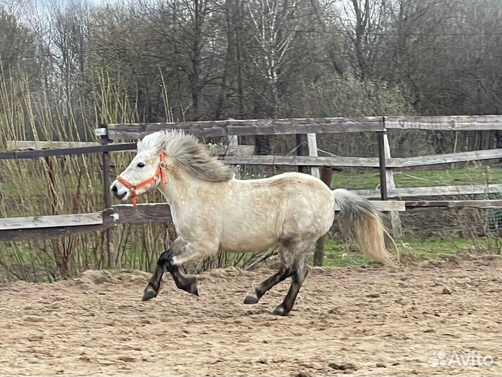 Постой для лошадей