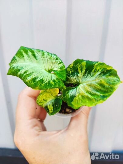 Сингониум яичница