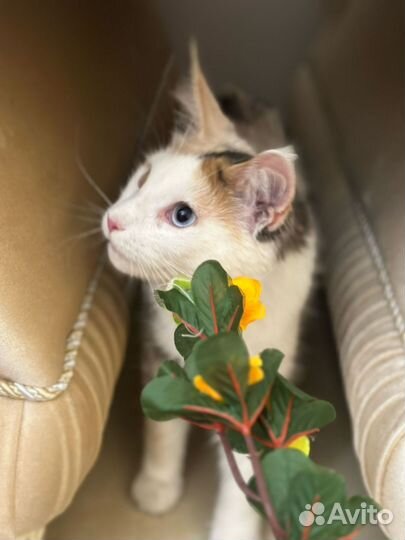 Кошки майкун