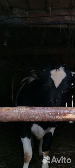 Тёлка 1.3 года