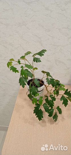 Циссус ромболистый