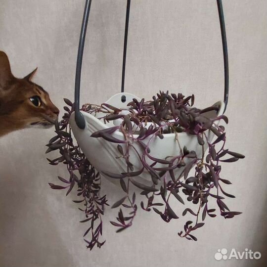 Крестовник оттона