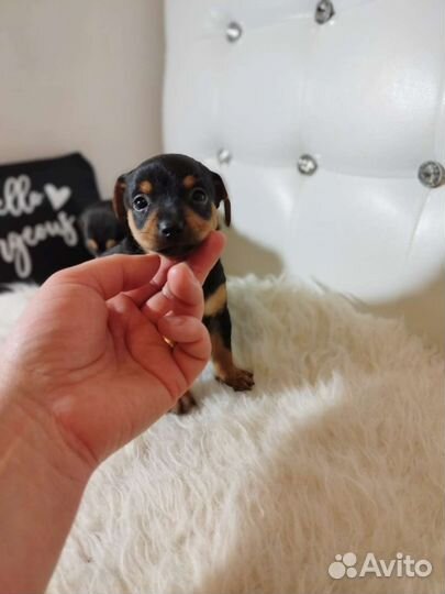 Той-терьеры, чихуахуа, карликовые пинчеры