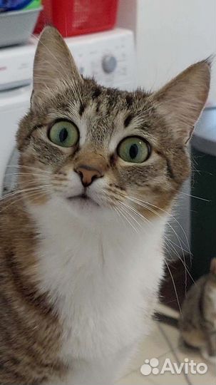 Кошечка Симона
