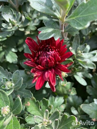 Хризантемы зимующие