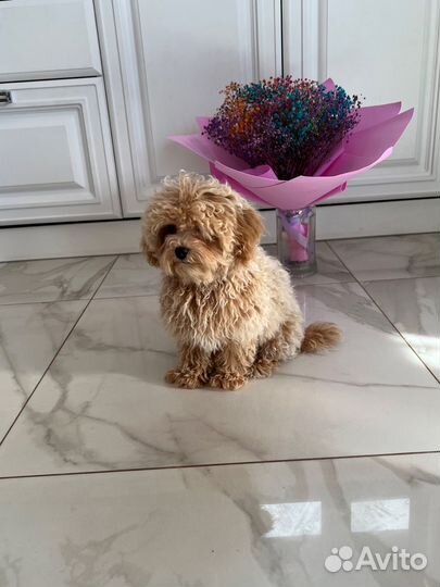 Мальтипу ф1 корейский мальчик Baby Face