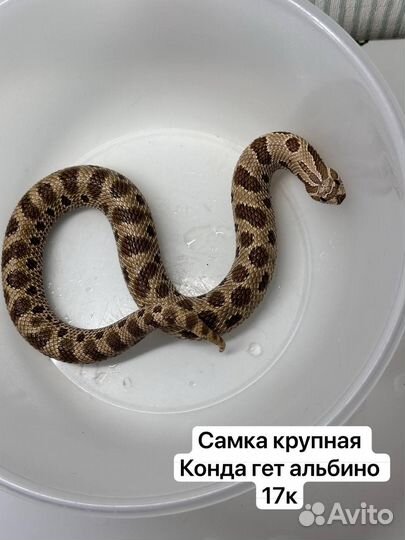 Змеи