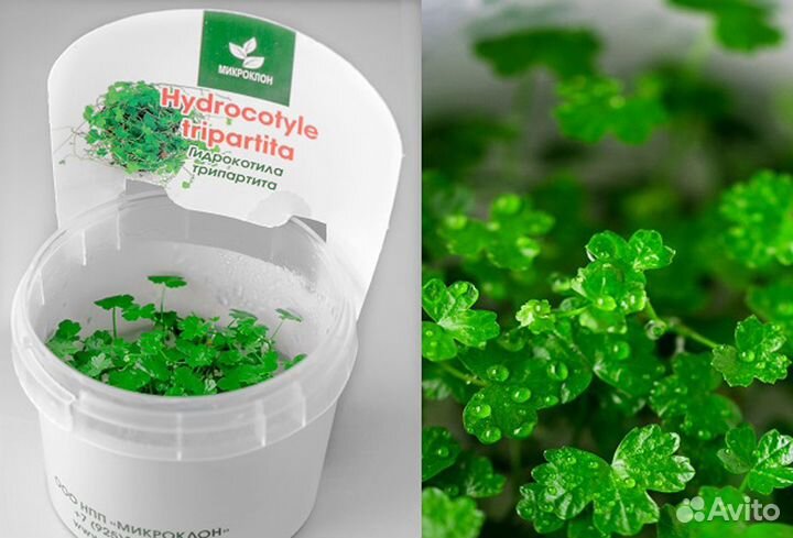 Гидрокотила трипартита меристемная