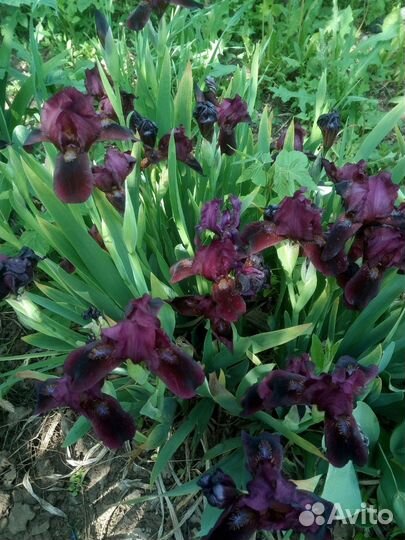 Ирисы бородатые